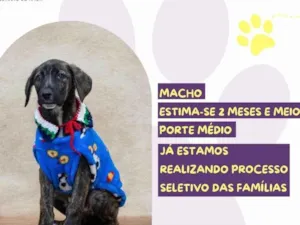 Cachorro raça SRD-ViraLata idade 2 a 6 meses nome Bono