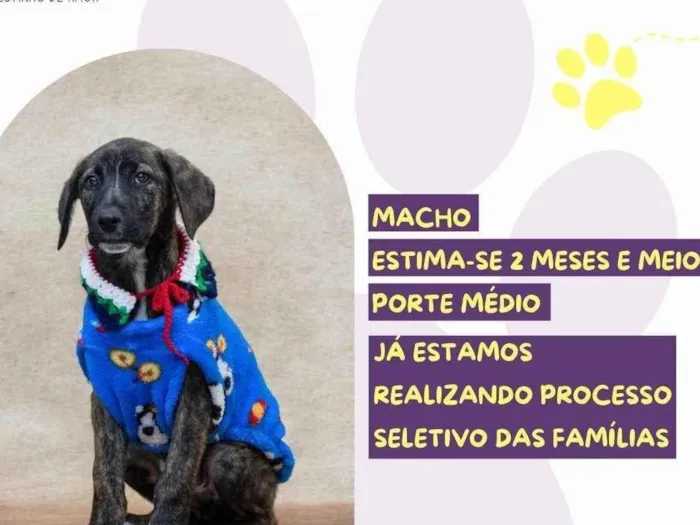 Cachorro ra a SRD-ViraLata idade 2 a 6 meses nome Bono