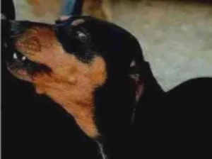 Cachorro raça SRD-ViraLata idade 5 anos nome Scooby