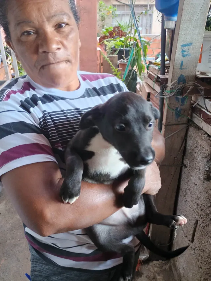Cachorro ra a SRD-ViraLata idade 2 a 6 meses nome Boby