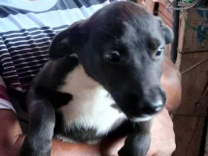 Cachorro raça SRD-ViraLata idade 2 a 6 meses nome Boby