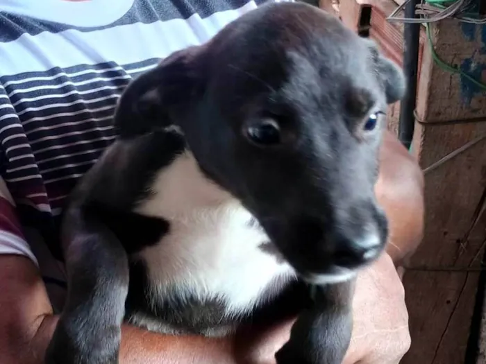 Cachorro ra a SRD-ViraLata idade 2 a 6 meses nome Boby