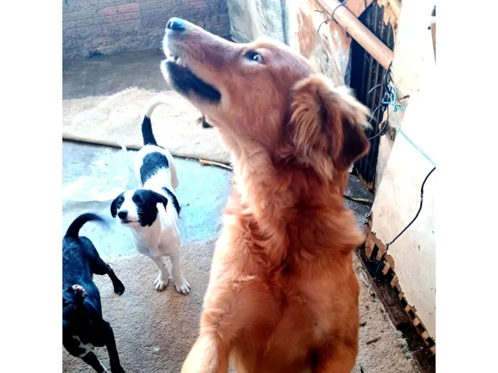 Cachorro ra a SRD-ViraLata idade 1 ano nome Megan