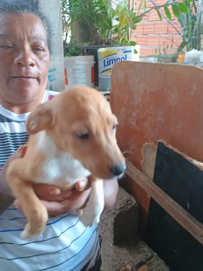 Cachorro ra a SRD-ViraLata idade 2 a 6 meses nome Fred