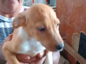 Cachorro raça SRD-ViraLata idade 2 a 6 meses nome Fred