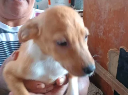 Cachorro raça SRD-ViraLata idade 2 a 6 meses nome Fred