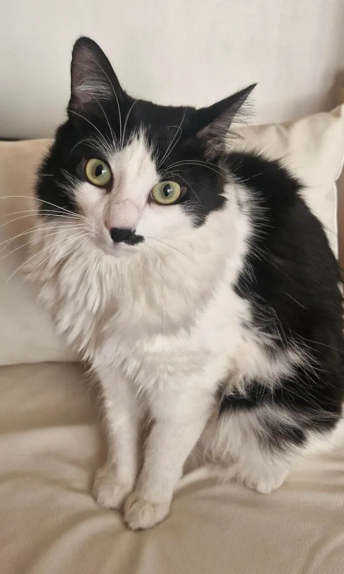 Gato ra a SRD-ViraLata idade 1 ano nome Estrela
