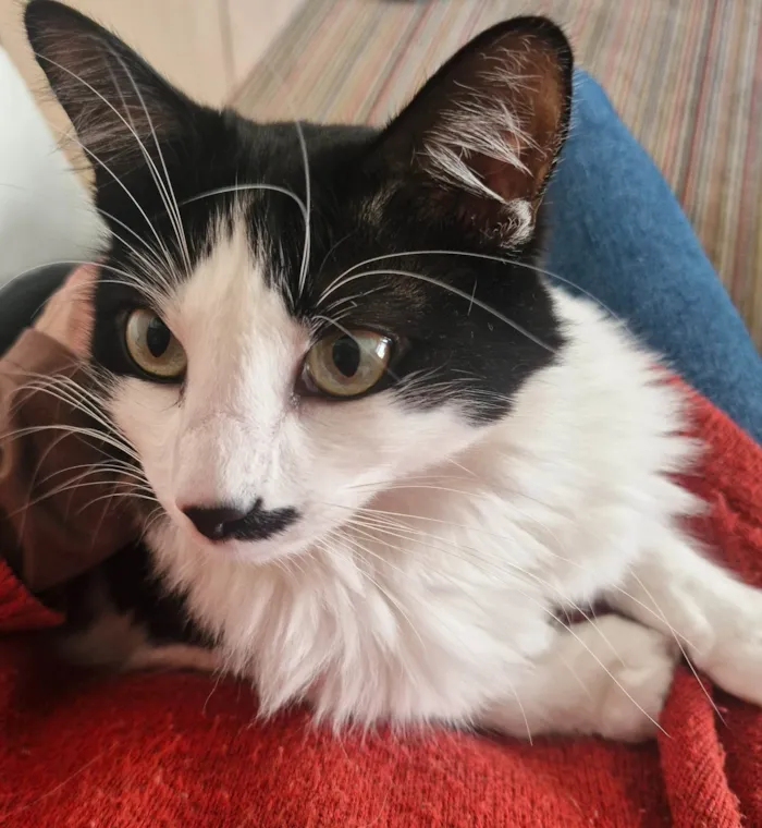 Gato ra a SRD-ViraLata idade 1 ano nome Estrela