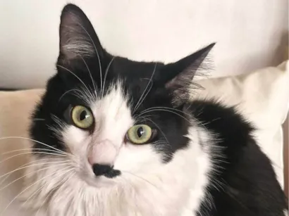 Gato raça SRD-ViraLata idade 1 ano nome Estrela