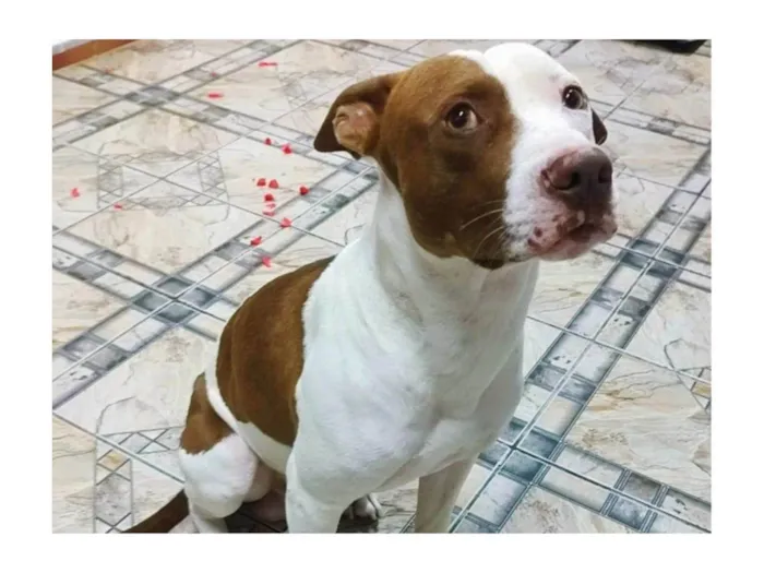 Cachorro ra a Pit-Bull idade 3 anos nome Heitor 