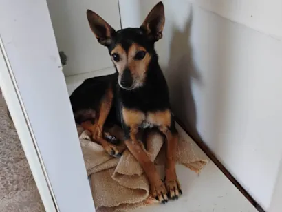Cachorro raça Pinther idade 6 ou mais anos nome Marlon