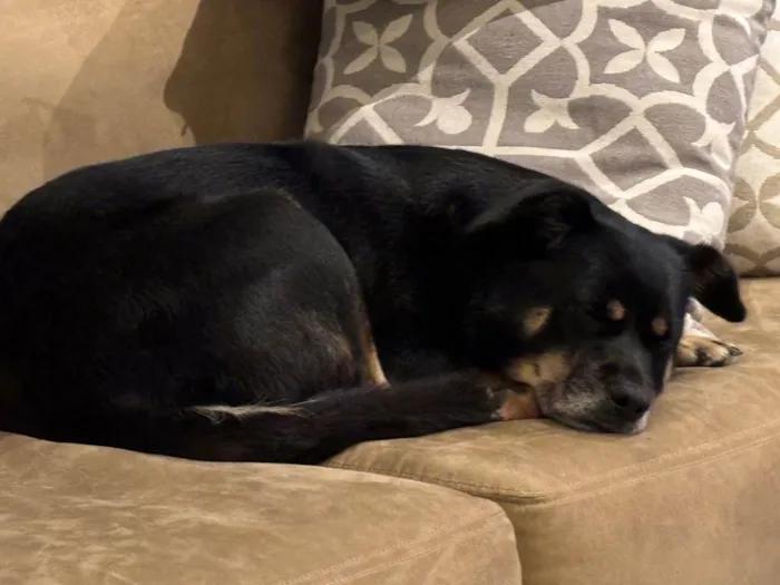Cachorro ra a SRD-ViraLata idade 3 anos nome Olga