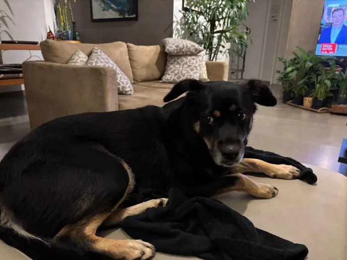 Cachorro ra a SRD-ViraLata idade 3 anos nome Olga