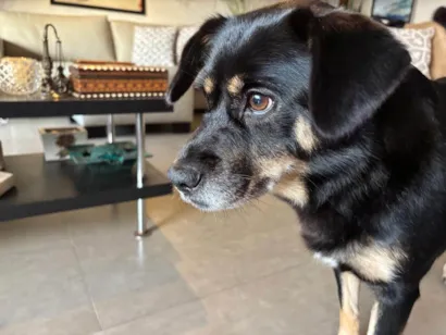 Cachorro raça SRD-ViraLata idade 3 anos nome Olga