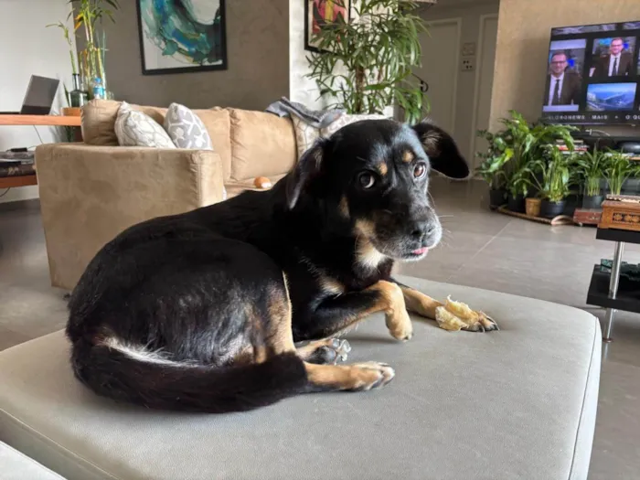 Cachorro ra a SRD-ViraLata idade 3 anos nome Olga