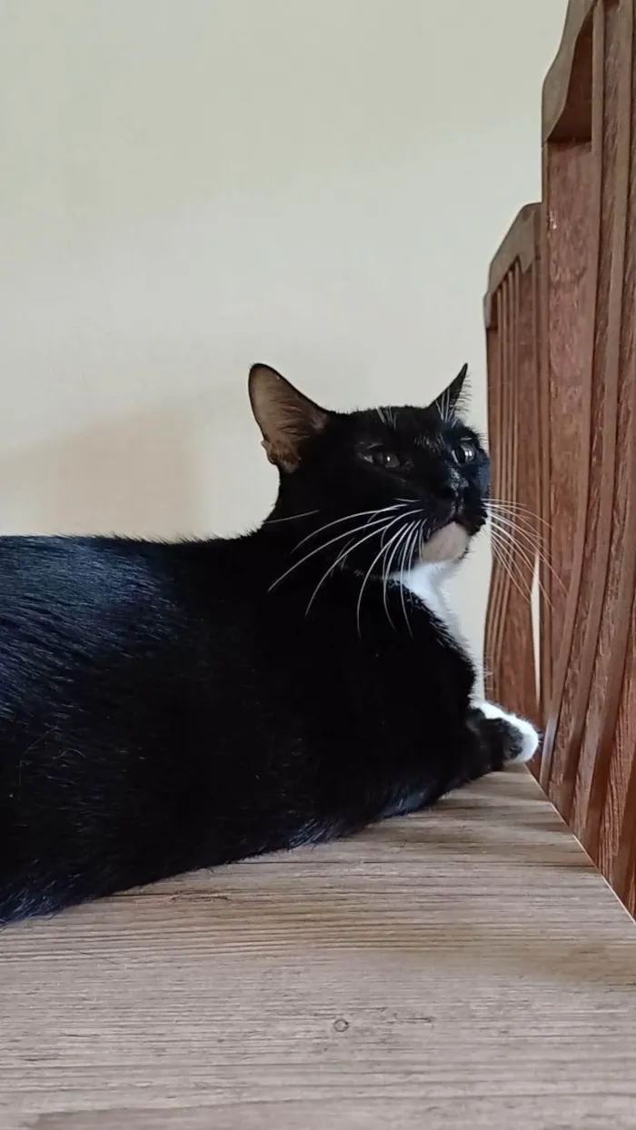 Gato ra a SRD-ViraLata idade 6 ou mais anos nome Baltazar 