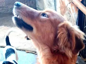 Cachorro raça SRD-ViraLata idade 1 ano nome Megan