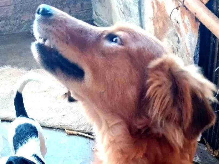 Cachorro ra a SRD-ViraLata idade 1 ano nome Megan