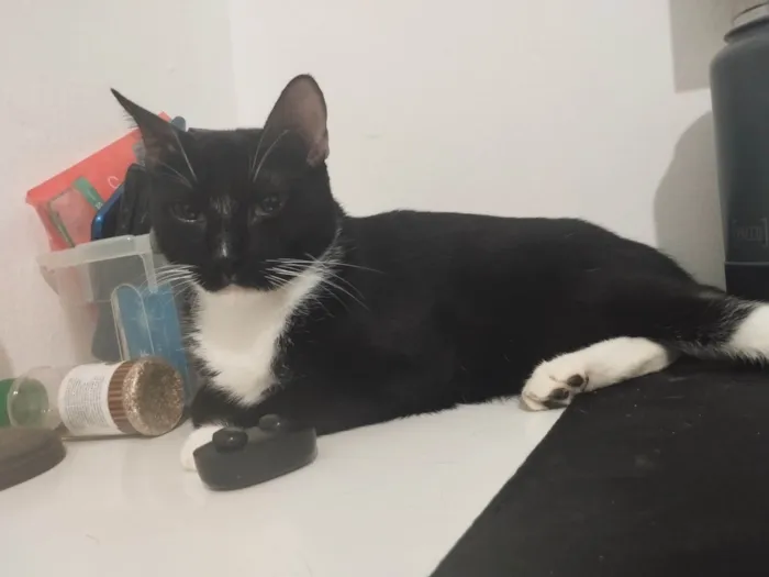 Gato ra a SRD-ViraLata idade 6 ou mais anos nome Baltazar 