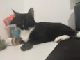 Baltazar