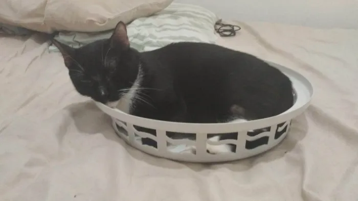 Gato ra a SRD-ViraLata idade 6 ou mais anos nome Baltazar 