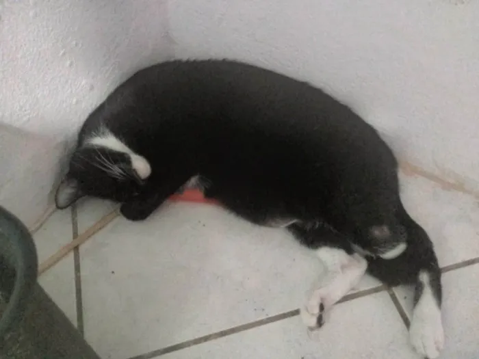 Gato ra a SRD-ViraLata idade 6 ou mais anos nome Baltazar 