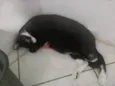 Baltazar
