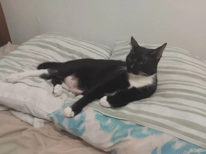 Gato ra a SRD-ViraLata idade 6 ou mais anos nome Baltazar 