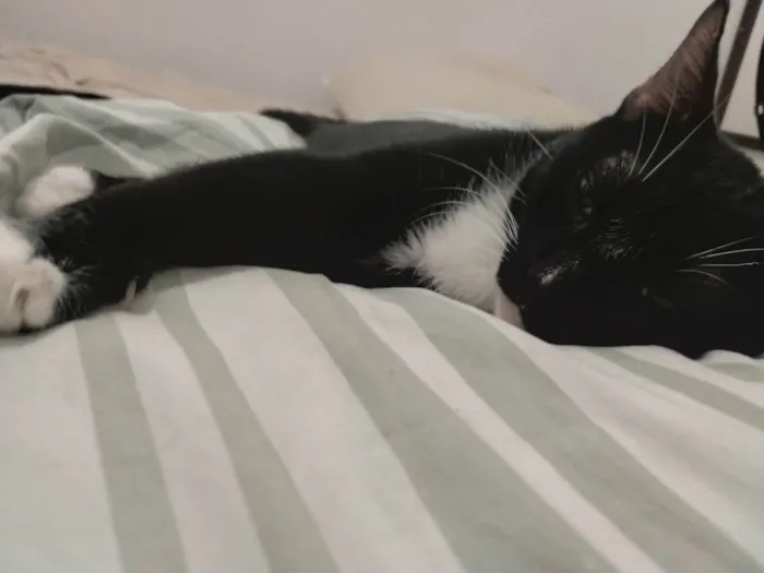 Gato ra a SRD-ViraLata idade 6 ou mais anos nome Baltazar 