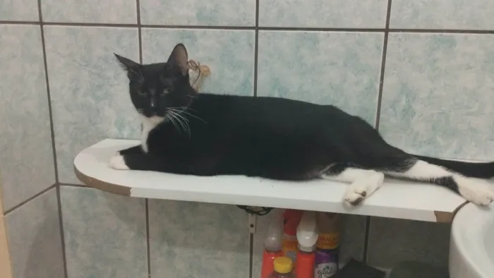 Gato ra a SRD-ViraLata idade 6 ou mais anos nome Baltazar 