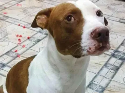 Cachorro raça Pit-Bull idade 3 anos nome Heitor 
