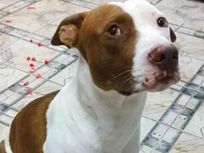 Cachorro ra a Pit-Bull idade 3 anos nome Heitor 