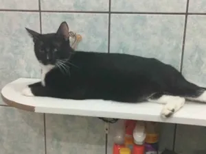 Gato raça SRD-ViraLata idade 6 ou mais anos nome Baltazar 