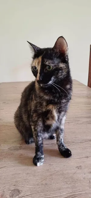 Gato raça SRD-ViraLata idade 6 ou mais anos nome Olivia
