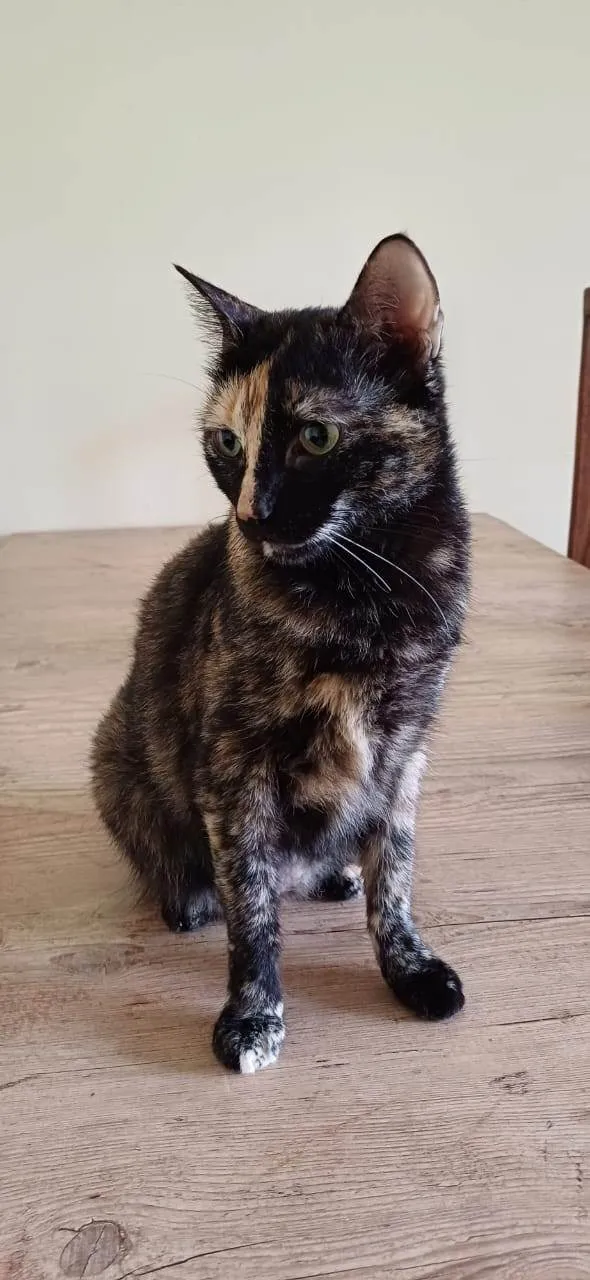 Gato ra a SRD-ViraLata idade 6 ou mais anos nome Olivia