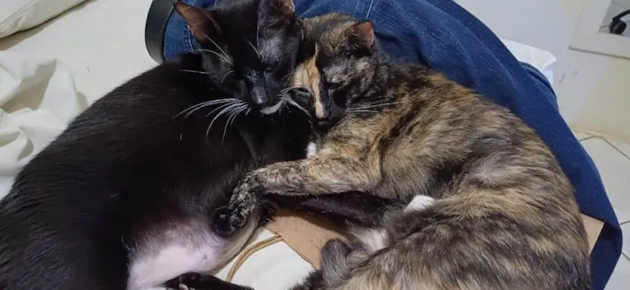 Gato ra a SRD-ViraLata idade 6 ou mais anos nome Olivia