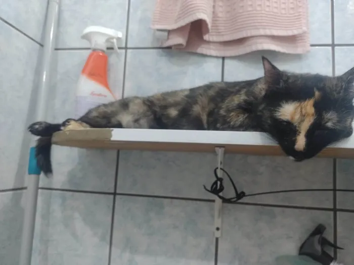 Gato ra a SRD-ViraLata idade 6 ou mais anos nome Olivia