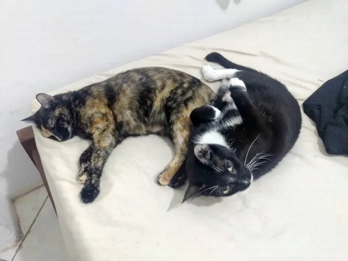 Gato ra a SRD-ViraLata idade 6 ou mais anos nome Olivia