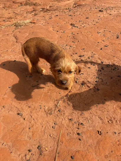 Cachorro raça SRD-ViraLata idade 2 a 6 meses nome Doguinho sem nome