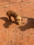 Doguinho sem nome