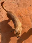 Doguinho sem nome