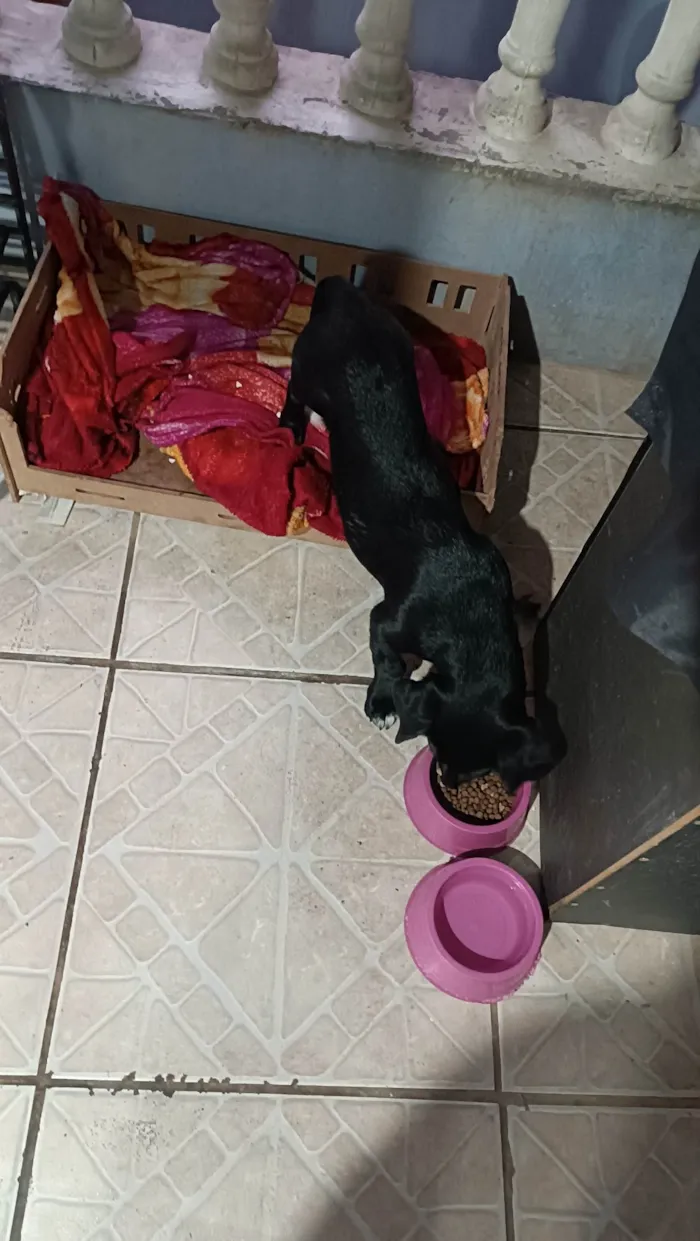 Cachorro ra a SRD-ViraLata idade 7 a 11 meses nome Bela 