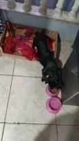 Bela