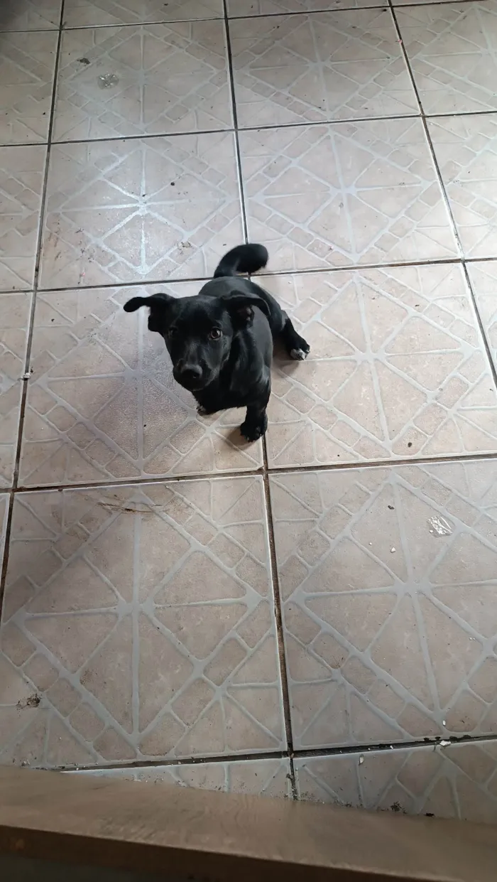 Cachorro ra a SRD-ViraLata idade 7 a 11 meses nome Bela 