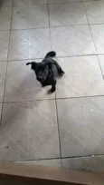Bela