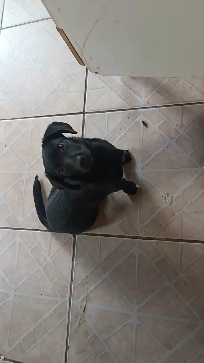 Cachorro ra a SRD-ViraLata idade 7 a 11 meses nome Bela 