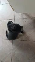 Bela