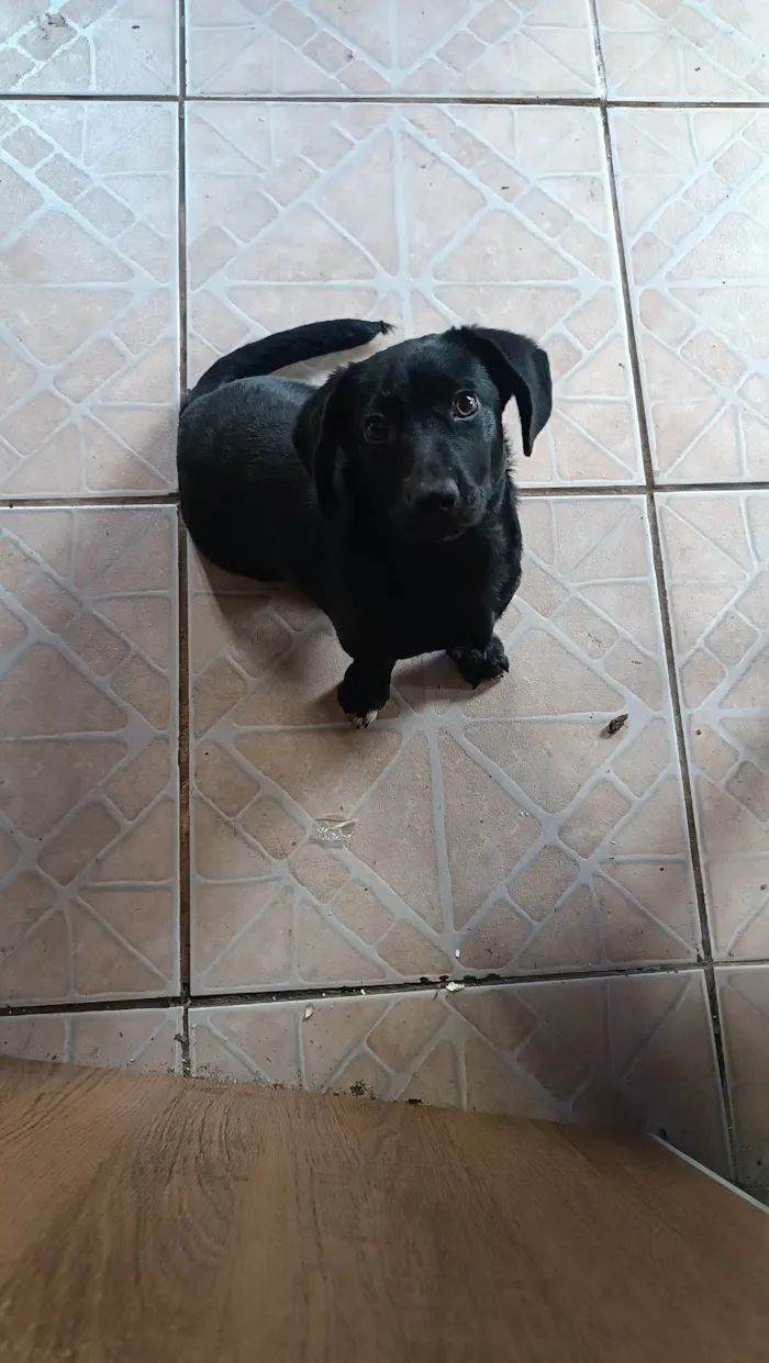Cachorro ra a SRD-ViraLata idade 7 a 11 meses nome Bela 