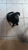 Bela