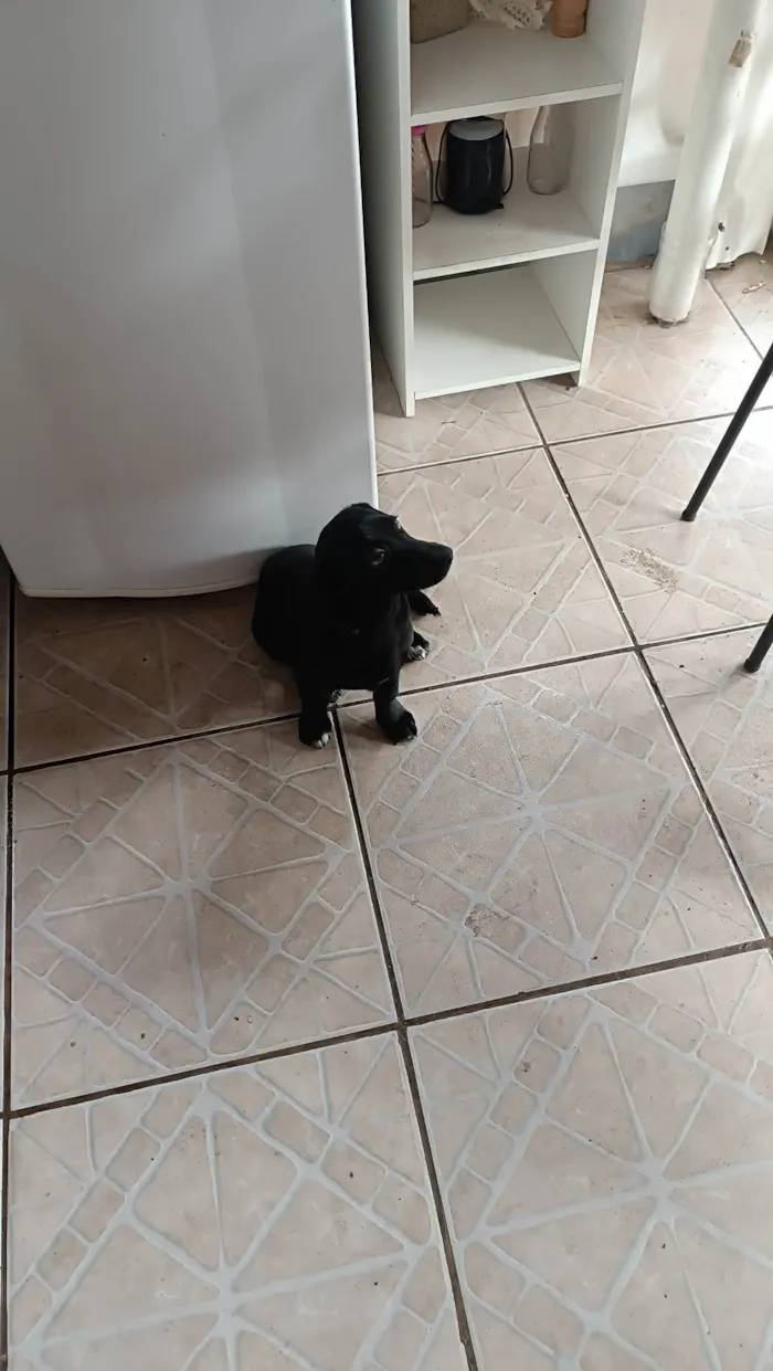 Cachorro ra a SRD-ViraLata idade 7 a 11 meses nome Bela 